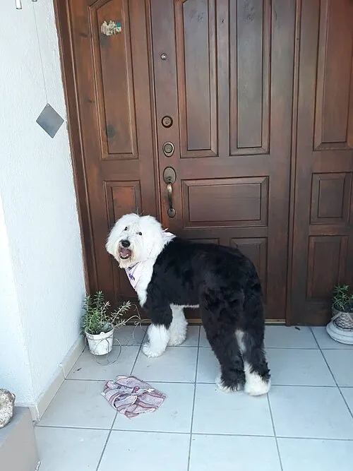 Eski İngiliz Çoban Köpeği fotoğraf 7