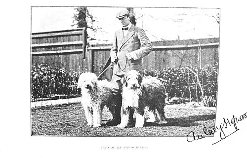 Eski İngiliz Çoban Köpeği fotoğraf 8