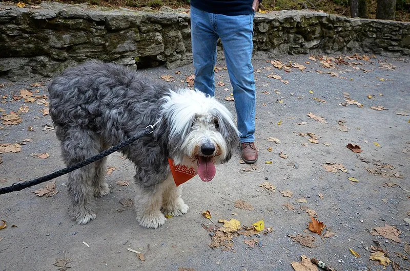 Eski İngiliz Çoban Köpeği fotoğraf 9