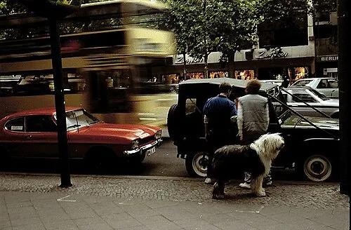 Eski İngiliz Çoban Köpeği fotoğraf 10