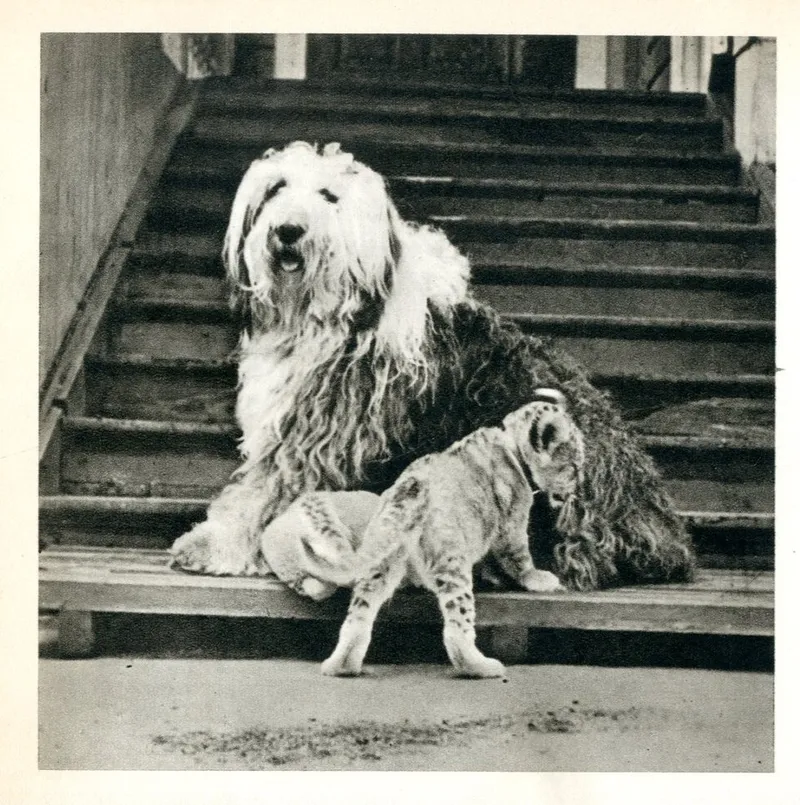 Eski İngiliz Çoban Köpeği fotoğraf 11