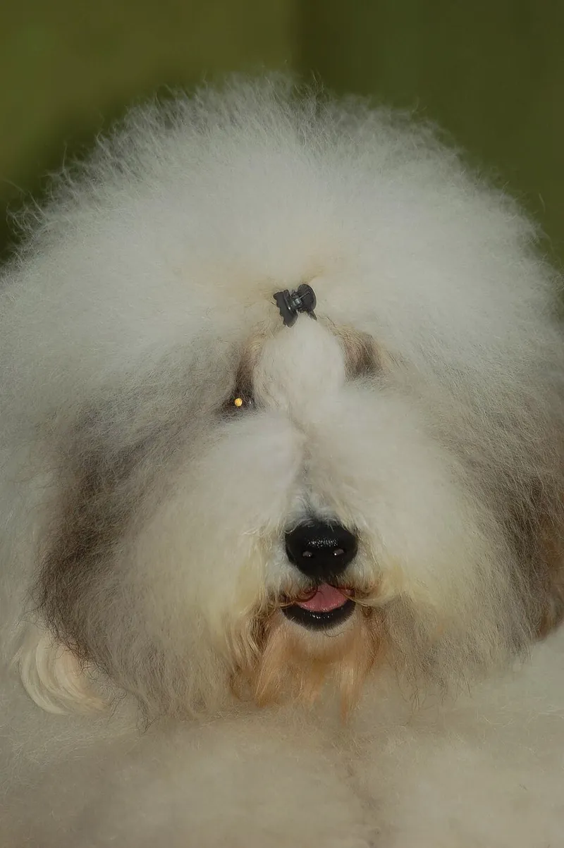 Eski İngiliz Çoban Köpeği fotoğraf 12
