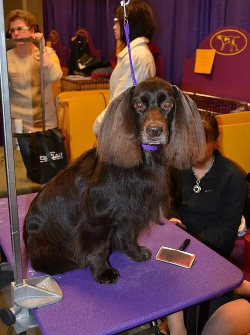 Field Spaniel fotoğraf 1