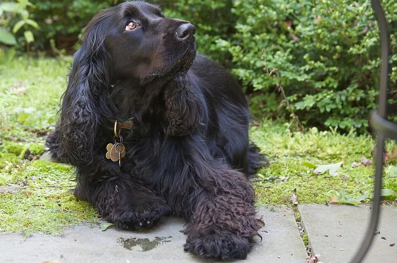 Field Spaniel fotoğraf 3