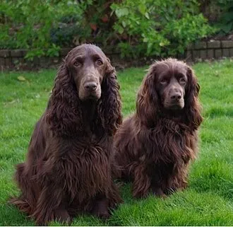 Field Spaniel fotoğraf 4