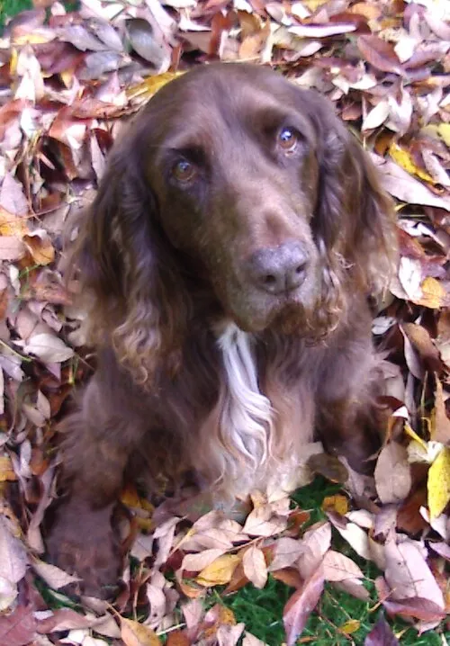 Field Spaniel fotoğraf 5