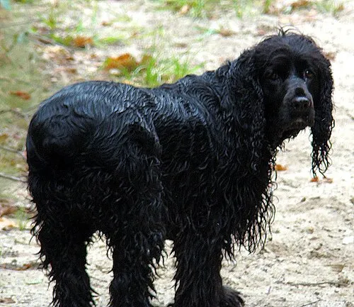 Field Spaniel fotoğraf 6
