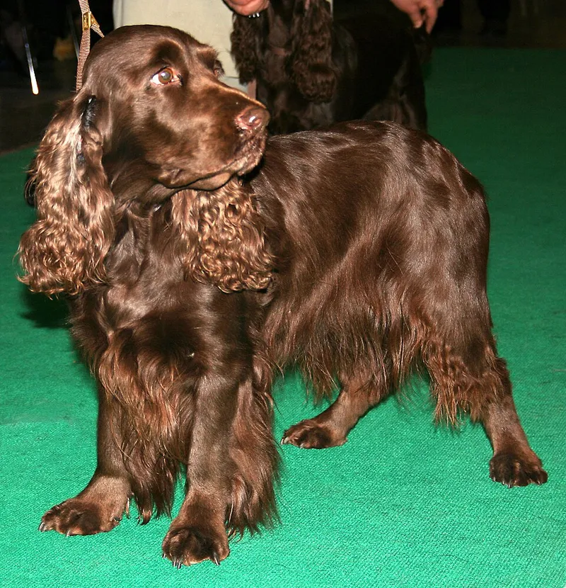 Field Spaniel fotoğraf 7