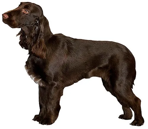 Field Spaniel fotoğraf 8