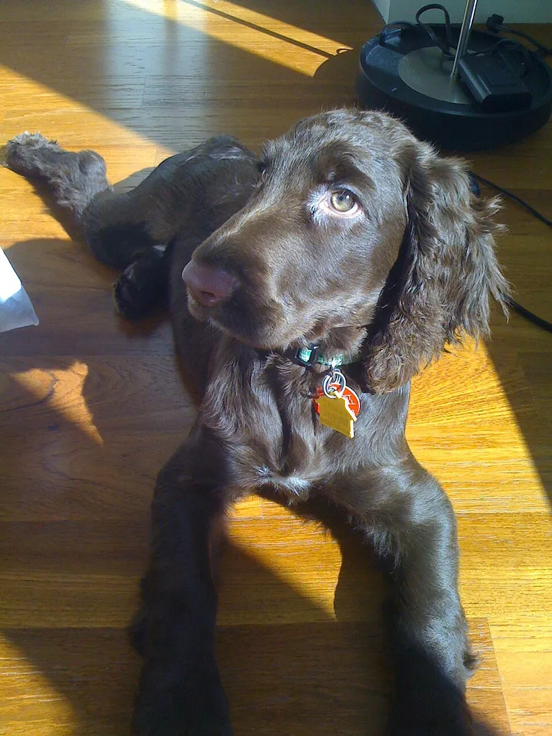 Field Spaniel fotoğraf 9