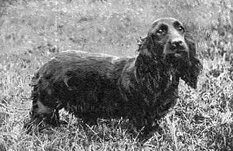 Field Spaniel fotoğraf 10
