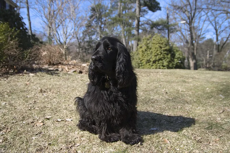 Field Spaniel fotoğraf 11