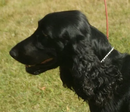 Field Spaniel fotoğraf 12