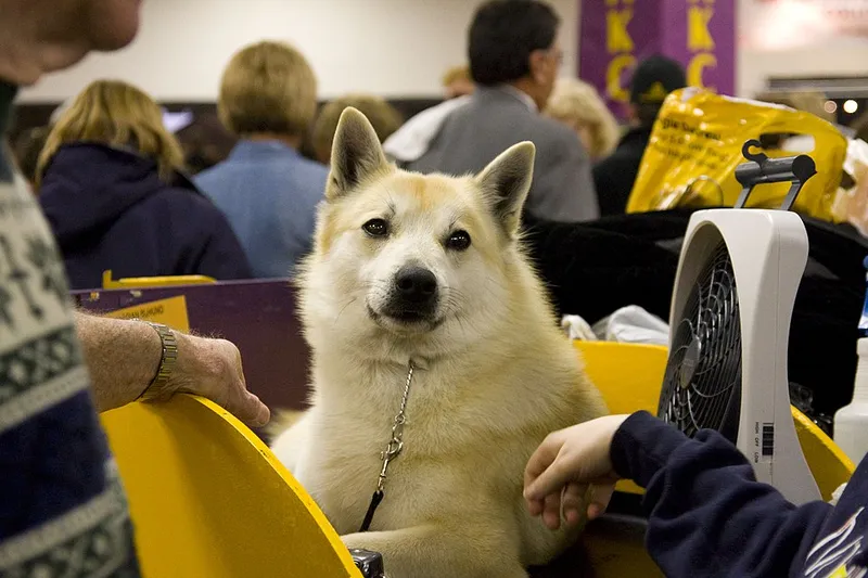 Fin Spitz fotoğraf 1