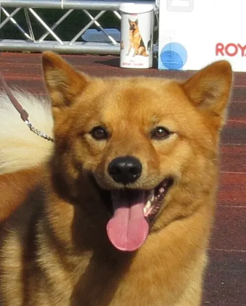 Fin Spitz fotoğraf 2