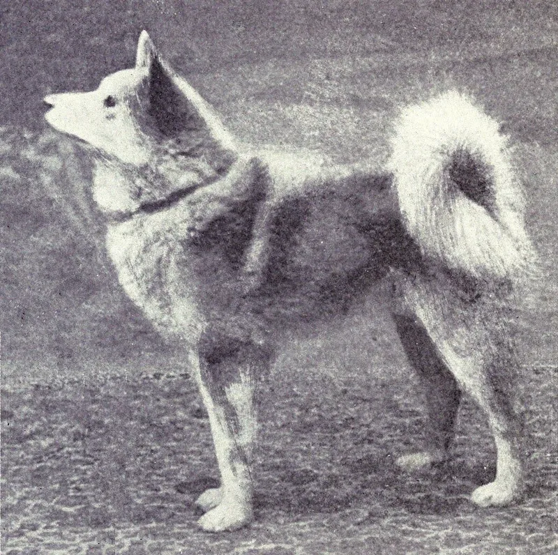 Fin Spitz fotoğraf 3