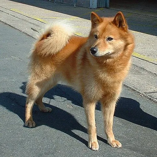 Fin Spitz fotoğraf 6