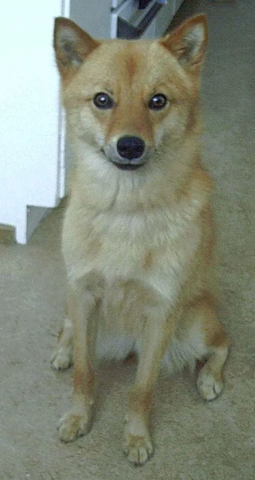 Fin Spitz fotoğraf 7