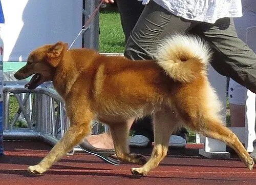 Fin Spitz fotoğraf 8
