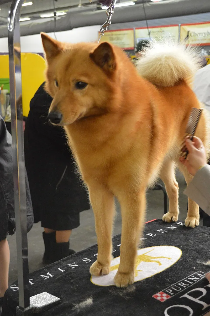 Fin Spitz fotoğraf 9