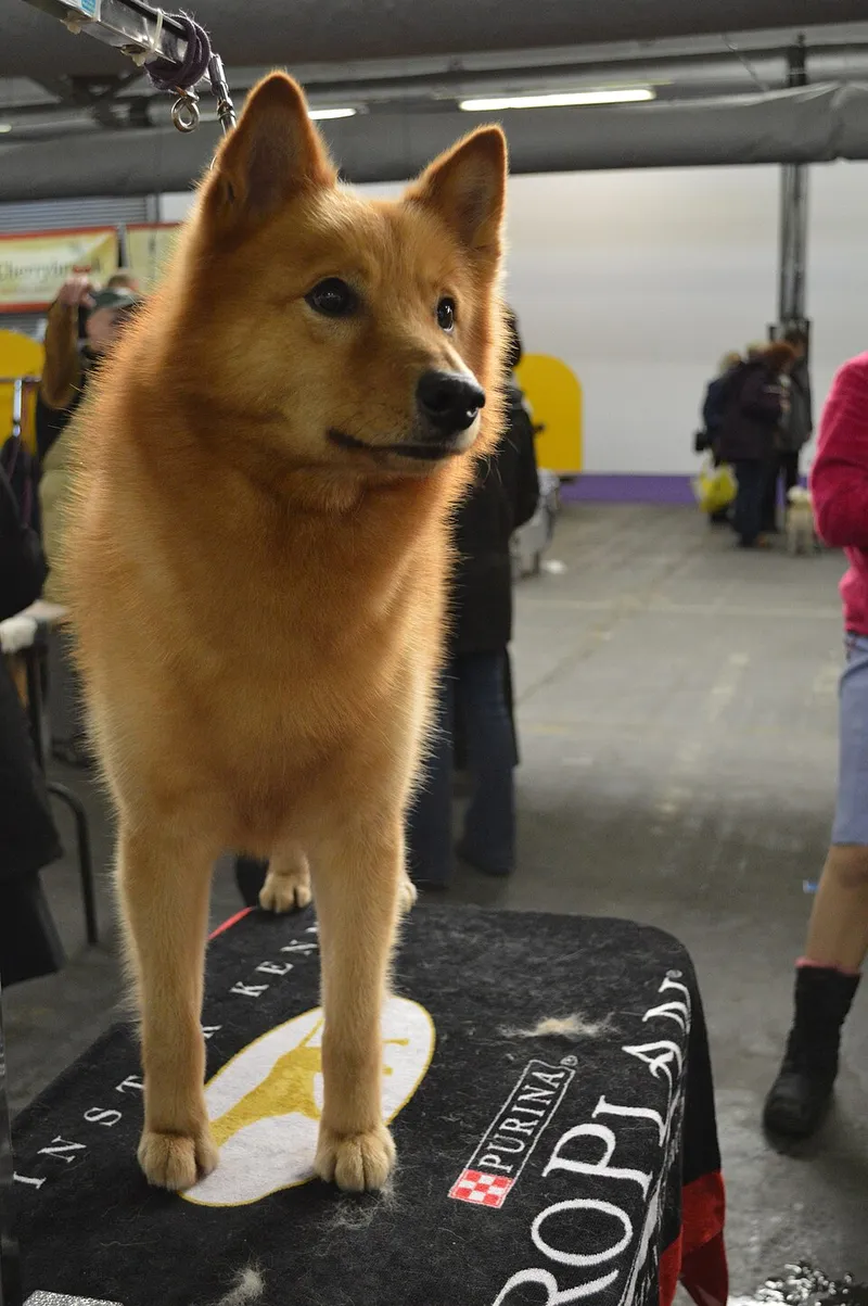 Fin Spitz fotoğraf 10