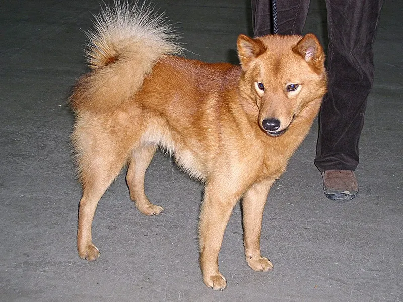 Fin Spitz fotoğraf 11