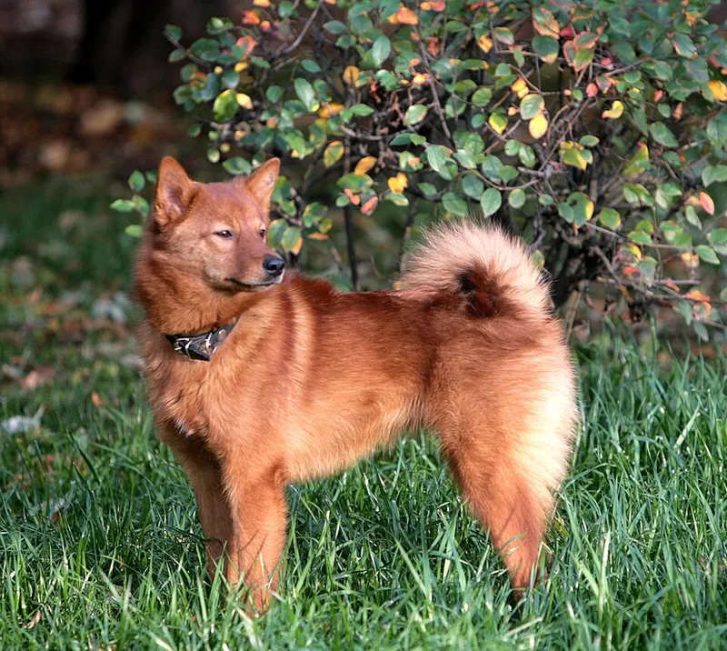 Fin Spitz fotoğraf 12