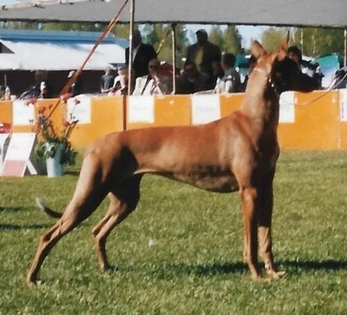 Firavun Tazısı fotoğraf 4