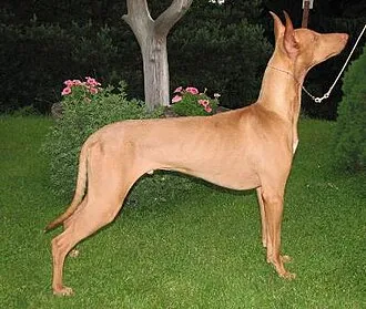 Firavun Tazısı fotoğraf 7