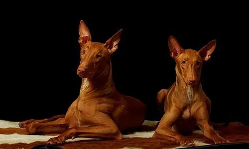 Firavun Tazısı fotoğraf 8