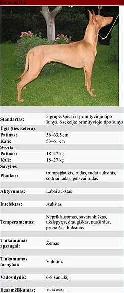 Firavun Tazısı fotoğraf 9