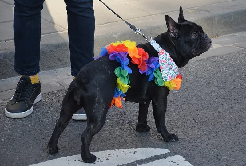 Fransız Bulldog fotoğraf 1