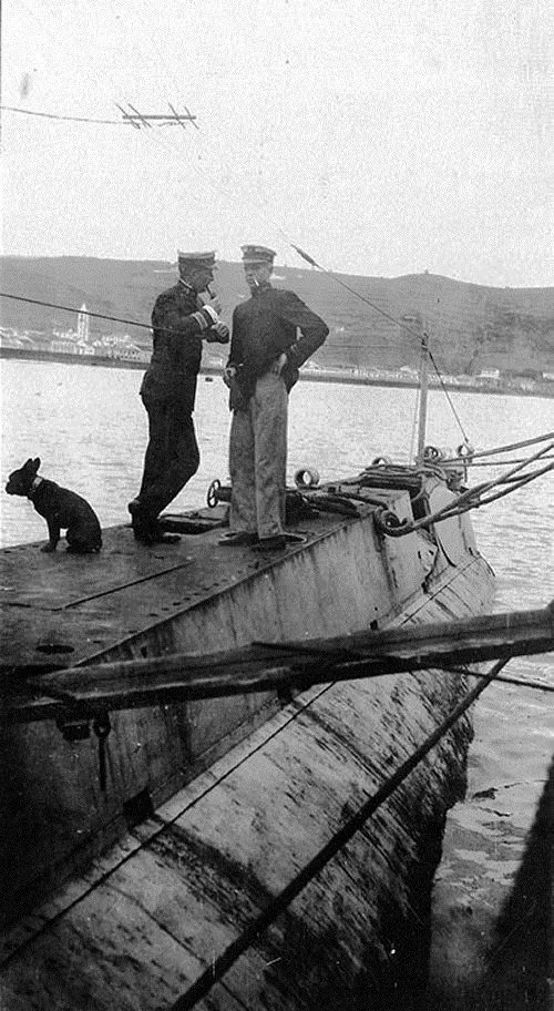 Fransız Bulldog fotoğraf 2