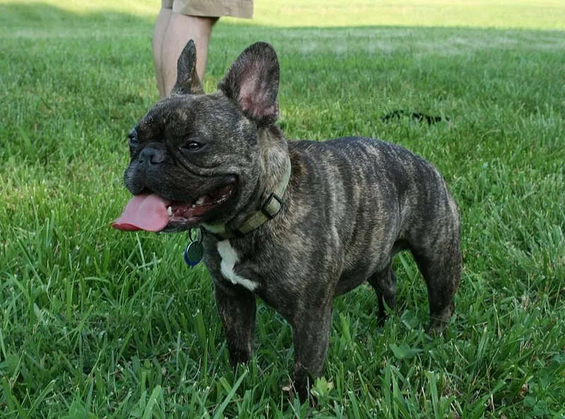 Fransız Bulldog fotoğraf 3