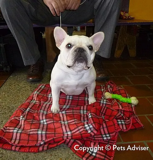 Fransız Bulldog fotoğraf 4