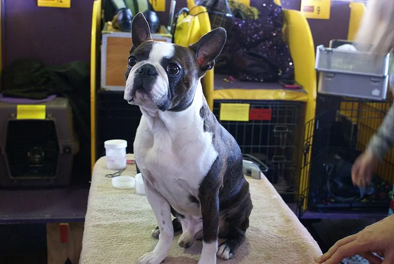 Fransız Bulldog fotoğraf 5