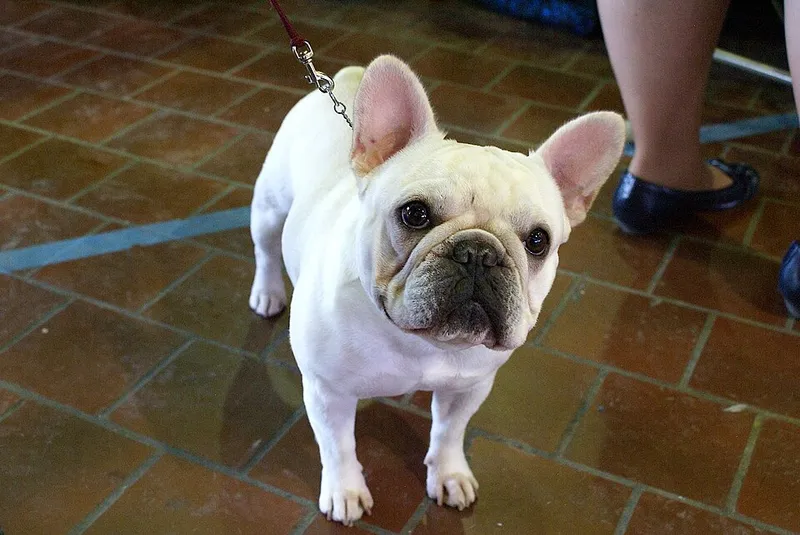 Fransız Bulldog fotoğraf 6