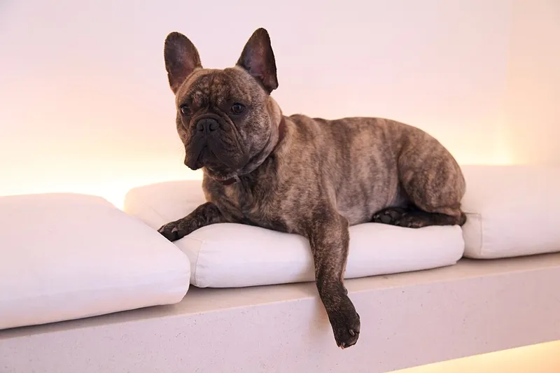 Fransız Bulldog fotoğraf 7