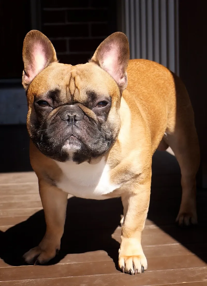 Fransız Bulldog fotoğraf 8