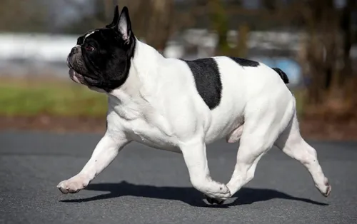 Fransız Bulldog fotoğraf 9