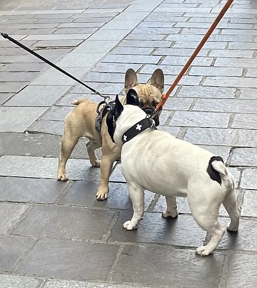 Fransız Bulldog fotoğraf 12