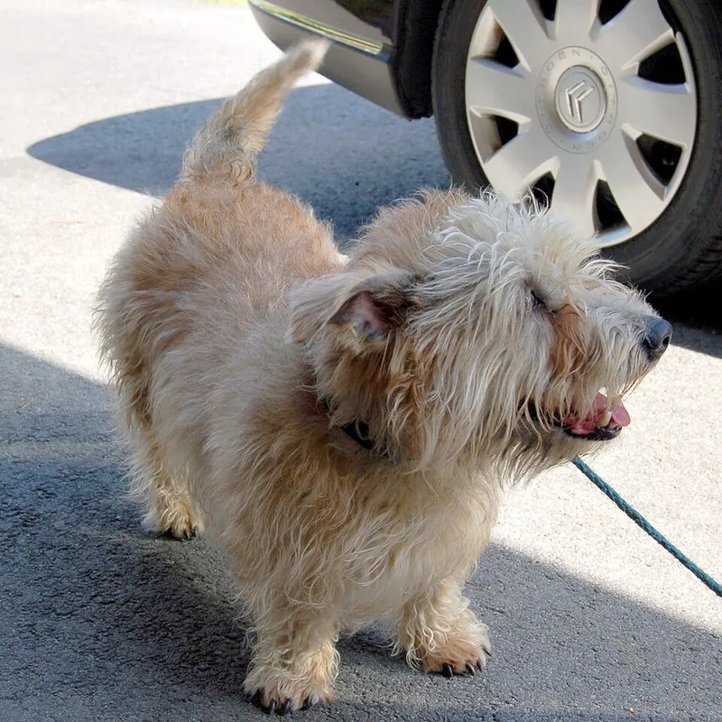 Glen of Imaal Terrier fotoğraf 1