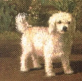 Glen of Imaal Terrier fotoğraf 2
