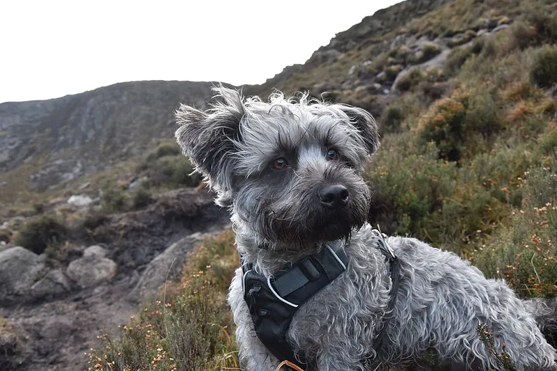 Glen of Imaal Terrier fotoğraf 3