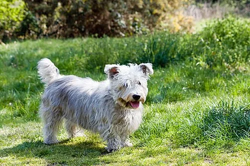Glen of Imaal Terrier fotoğraf 4