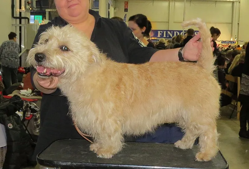Glen of Imaal Terrier fotoğraf 6