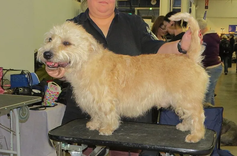 Glen of Imaal Terrier fotoğraf 7