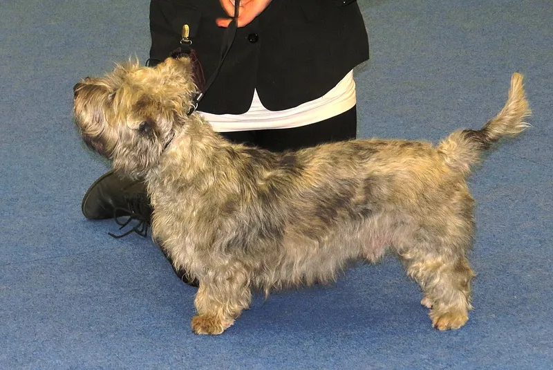 Glen of Imaal Terrier fotoğraf 9