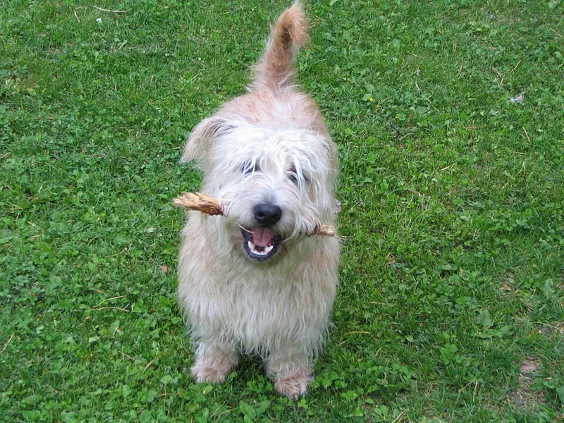 Glen of Imaal Terrier fotoğraf 10
