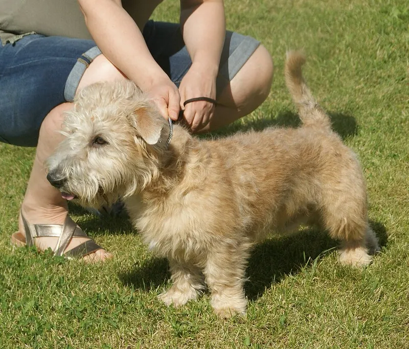 Glen of Imaal Terrier fotoğraf 11